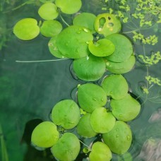 Лимнобиум побегоносный или гладкий (Limnobium laevigatum)